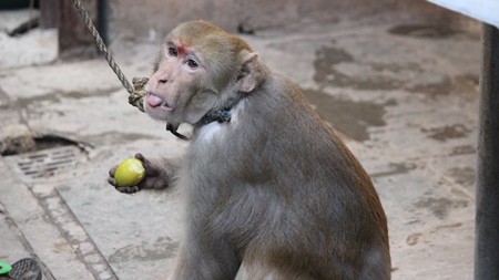 Monkey used for begging on a rope