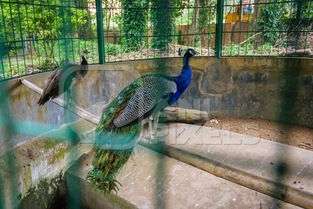 Peacock birds behind bars in barren enclosure in Thattekad mini zoo