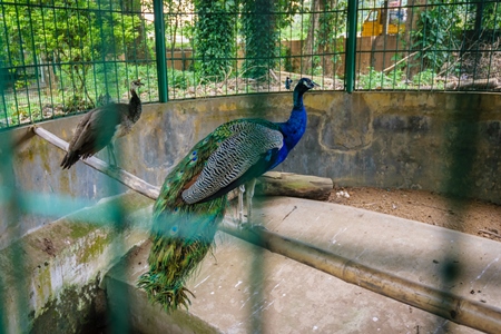 Peacock birds behind bars in barren enclosure in Thattekad mini zoo