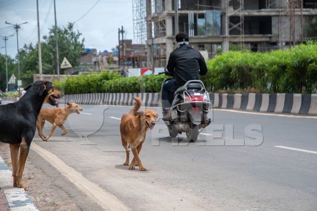 Street dogs or strays in road chasing motorbike on busy street with traffic in urban city in India