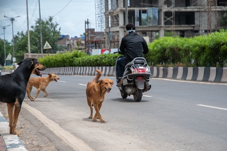 Street dogs or strays in road chasing motorbike on busy street with traffic in urban city in India