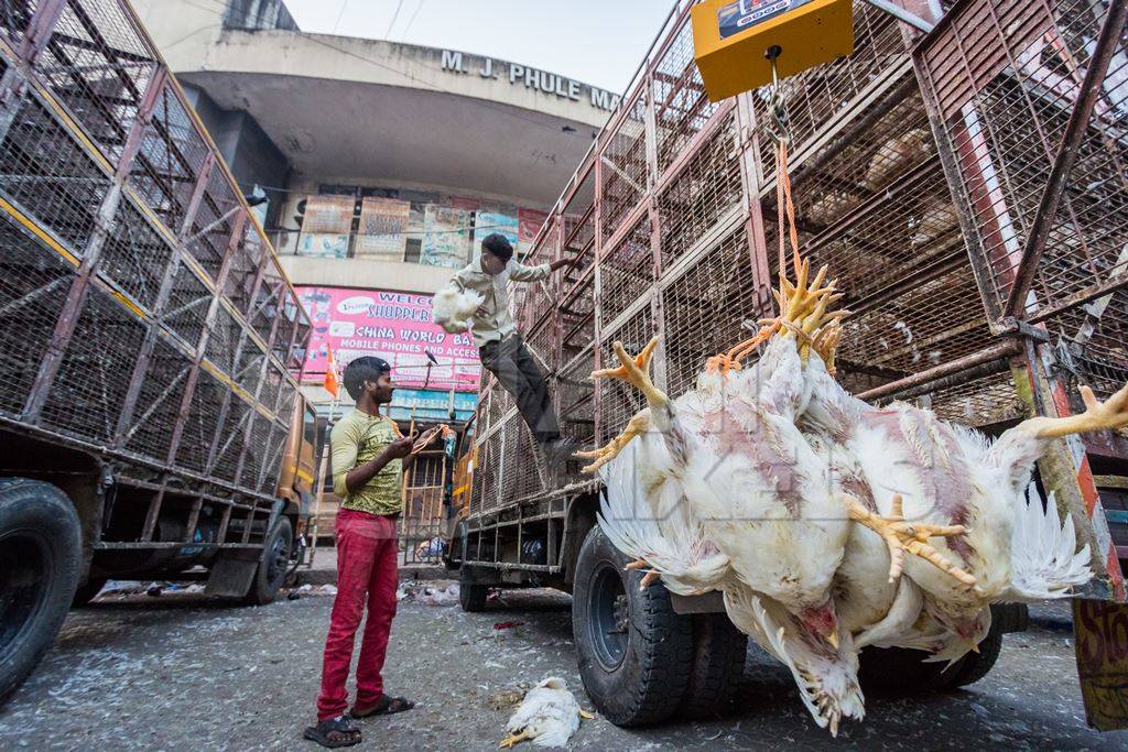 Broiler chickens raised for meat being unloaded from transport trucks near Crawford meat market