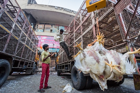 Broiler chickens raised for meat being unloaded from transport trucks near Crawford meat market