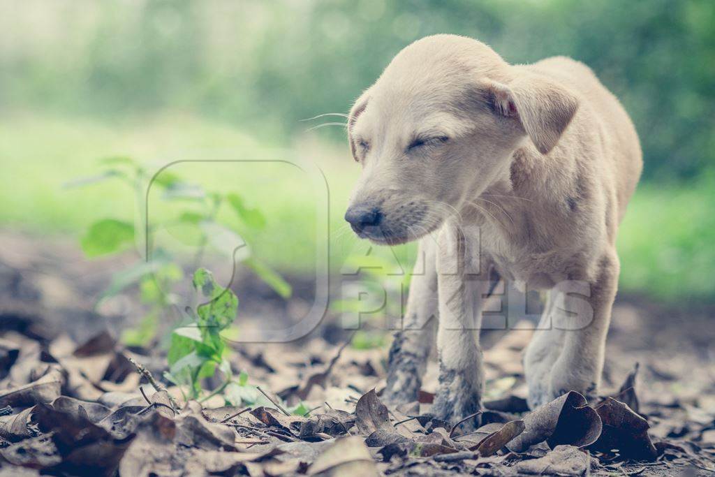 Small cute stray street puppy in a park with green background in an urban city