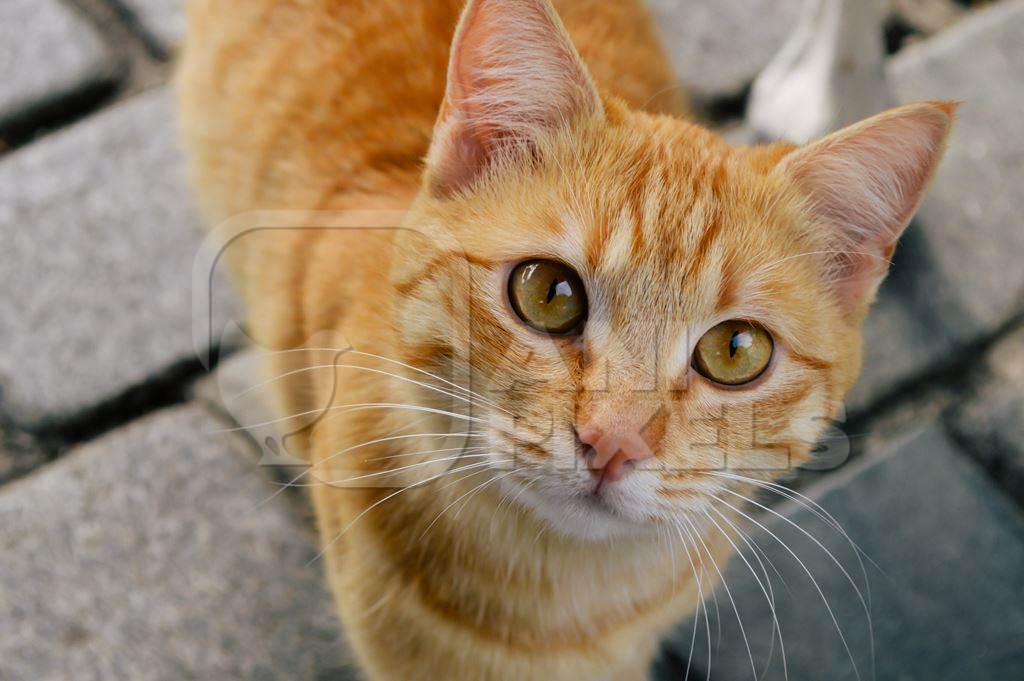 Ginger orange stray street cat looking at camera