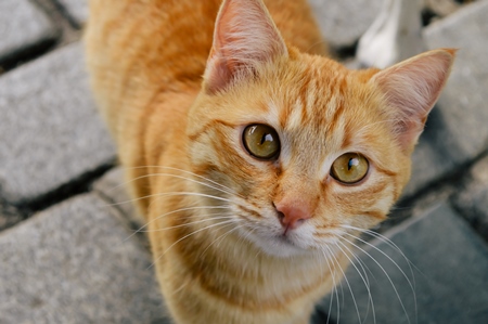 Ginger orange stray street cat looking at camera