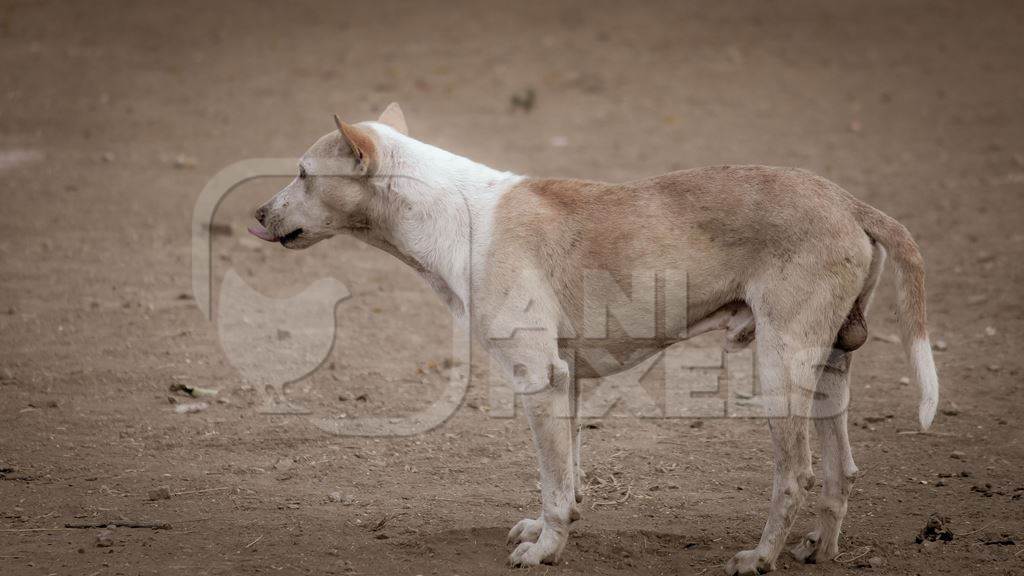 Brown Indian stray or street dogs on the street in urban environment in India