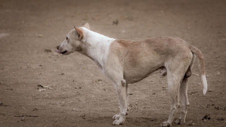 Brown Indian stray or street dogs on the street in urban environment in India