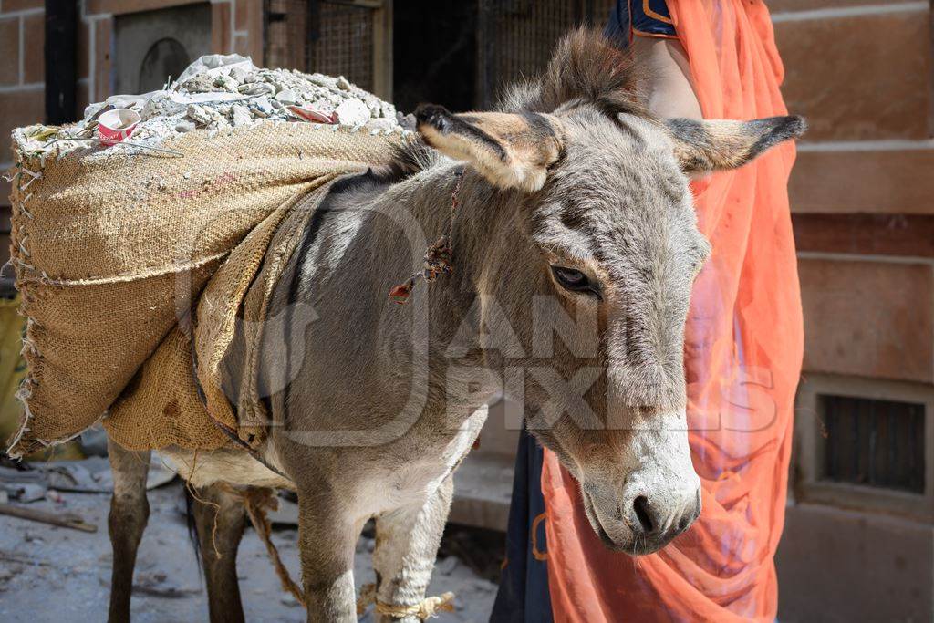 Working Indian donkey used for animal labour to carry construction materials, Jodhpur, India, 2022