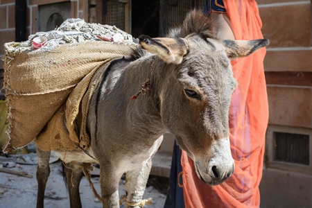 Working Indian donkey used for animal labour to carry construction materials, Jodhpur, India, 2022