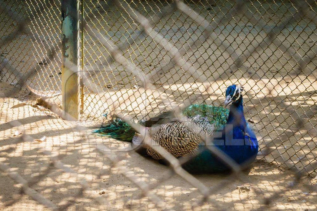 Peacock bird behind fence in enclosure in Sanjay Gandhi Jaivik Udyan zoo