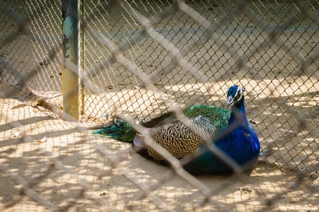 Peacock bird behind fence in enclosure in Sanjay Gandhi Jaivik Udyan zoo