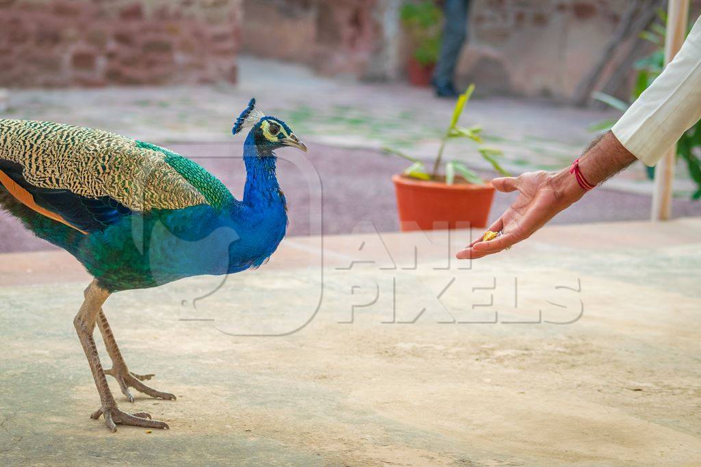 Man feeding beautiful blue Indian peacock bird, national bird of India in Bikaner in Rajasthan in India