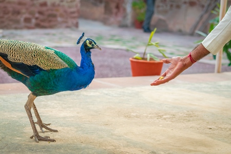 Man feeding beautiful blue Indian peacock bird, national bird of India in Bikaner in Rajasthan in India