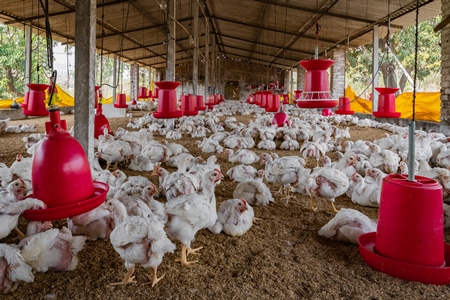 Many Indian broiler chickens packed in a shed on a poultry farm in Maharashtra in India, 2021
