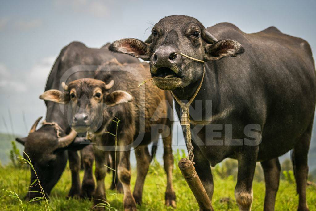 Heard of farmed buffaloes in a field in the countryside