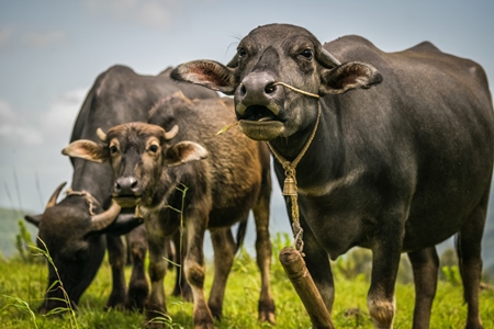 Heard of farmed buffaloes in a field in the countryside