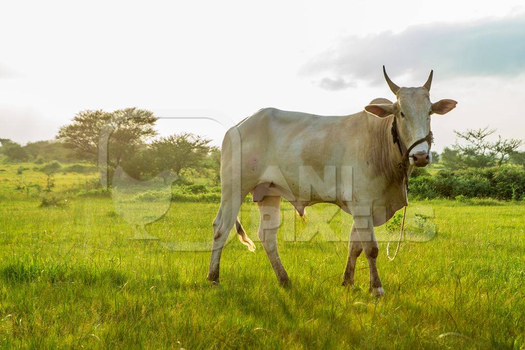 Indian cow or bullock in green field with blue sky background in Maharashtra in India