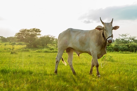 Indian cow or bullock in green field with blue sky background in Maharashtra in India