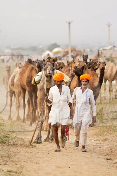 Two men leading herd of camels on dusty road with orange turbans