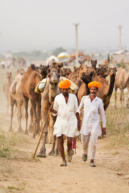 Two men leading herd of camels on dusty road with orange turbans