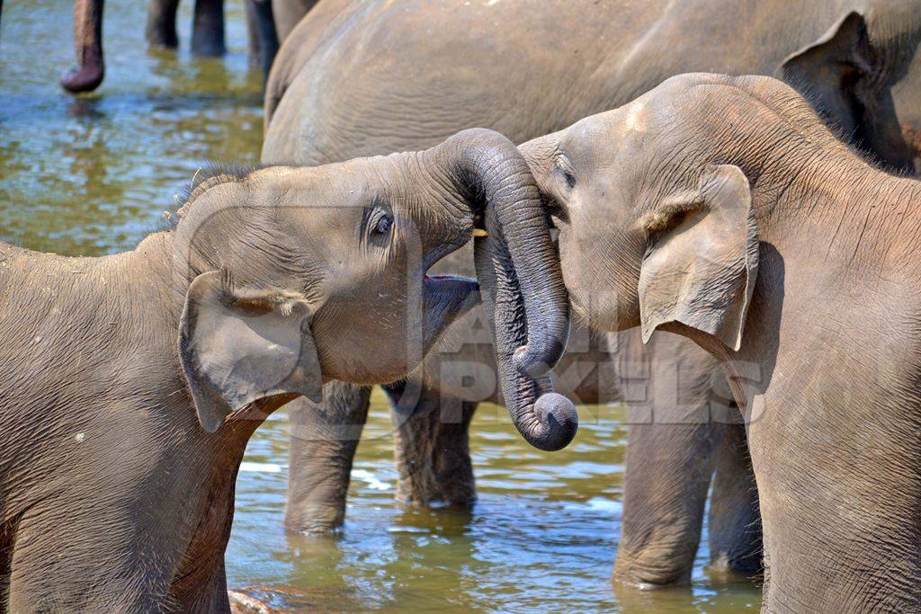 Two baby Asian elephants playing in the water
