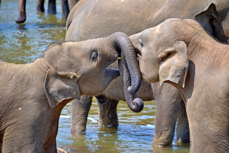 Two baby Asian elephants playing in the water