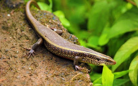 Blue-tongued skink sitting on a rock