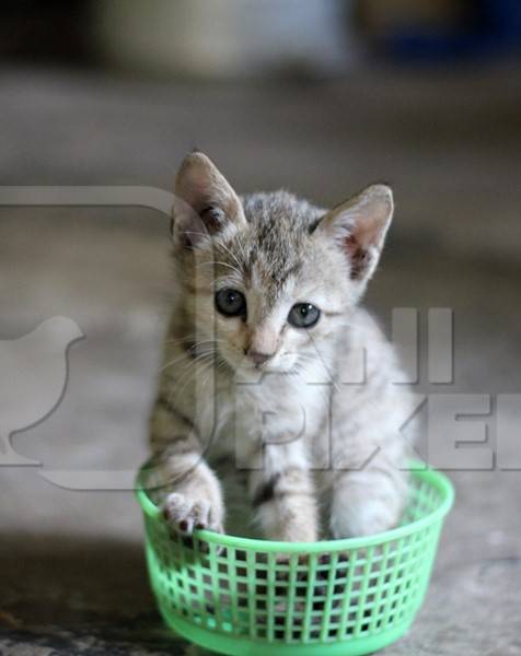 Small cute kitten sitting in green basket kept as pet
