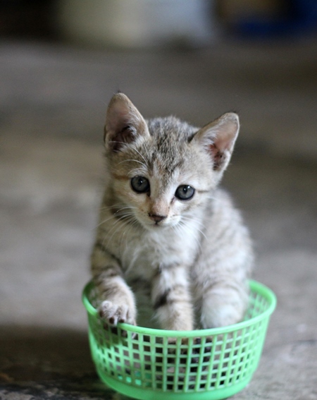 Small cute kitten sitting in green basket kept as pet