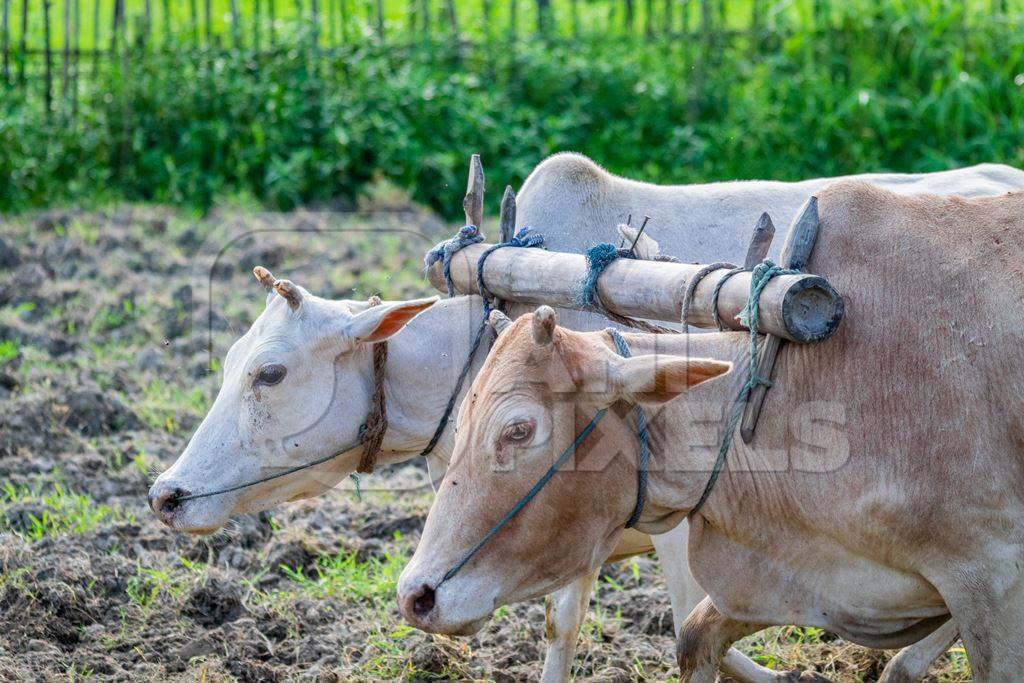 Two working bullocks in harness pulling plough through field in Assam