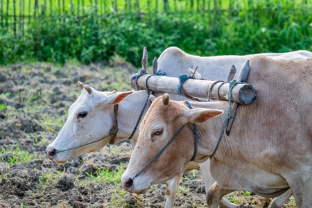 Two working bullocks in harness pulling plough through field in Assam