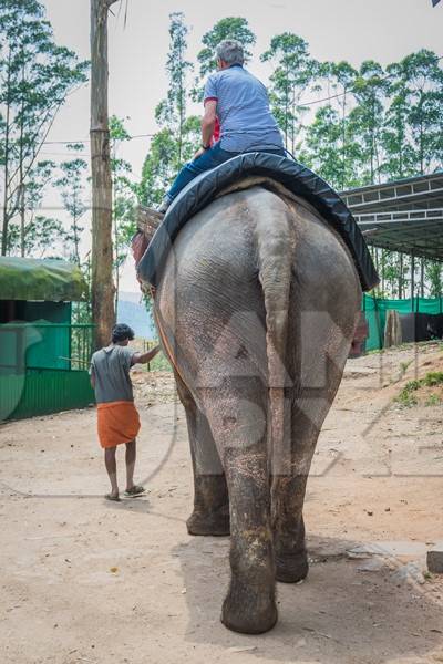 Tourists riding an elephant used for tourist rides in the hills of Munnar in Kerala