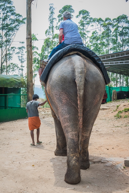 Tourists riding an elephant used for tourist rides in the hills of Munnar in Kerala