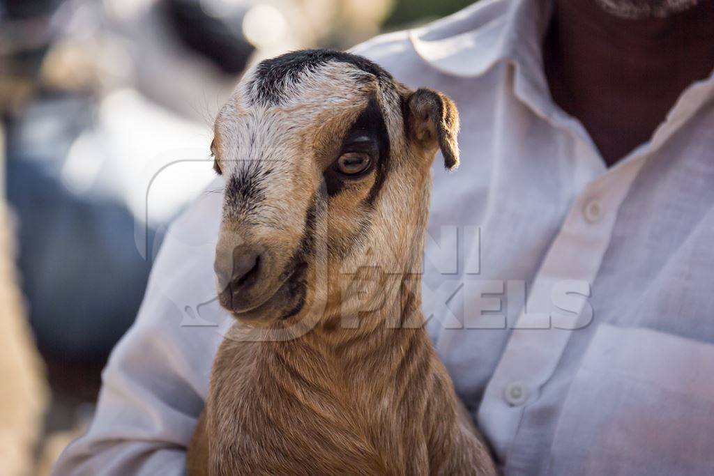 Farmer holding small cute baby goat in an urban city