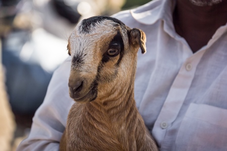 Farmer holding small cute baby goat in an urban city