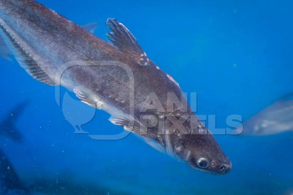 Small black shark fish with disease or injury in a tank at an underwater fish tunnel expo aquarium in Pune, Maharashtra, India, 2024