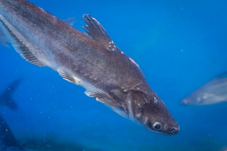 Small black shark fish with disease or injury in a tank at an underwater fish tunnel expo aquarium in Pune, Maharashtra, India, 2024