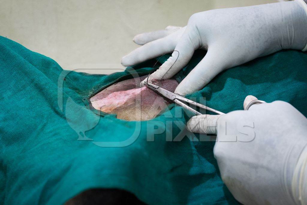 Female Indian street or stray dog being spayed or having animal birth control sterilisation operation by a veterinary surgeon