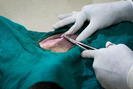 Female Indian street or stray dog being spayed or having animal birth control sterilisation operation by a veterinary surgeon