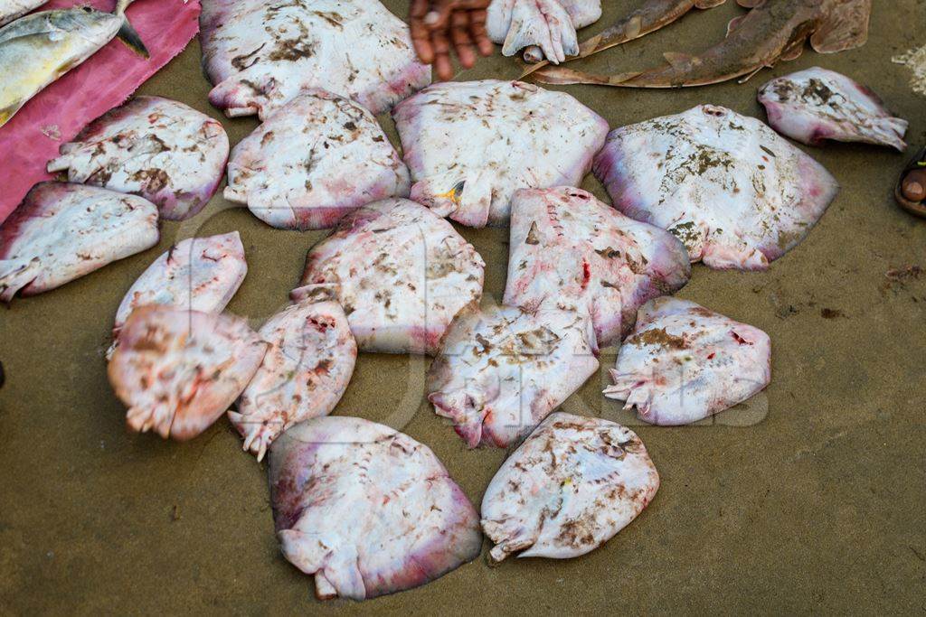 Many dead Indian stingrays on sale at Malvan fish market on beach in Malvan, Maharashtra, India, 2022