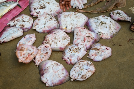 Many dead Indian stingrays on sale at Malvan fish market on beach in Malvan, Maharashtra, India, 2022