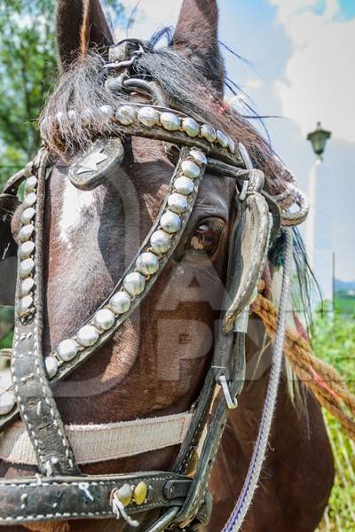 Close up of head of brown horse in bridle or harness tied up waiting for tourist rides