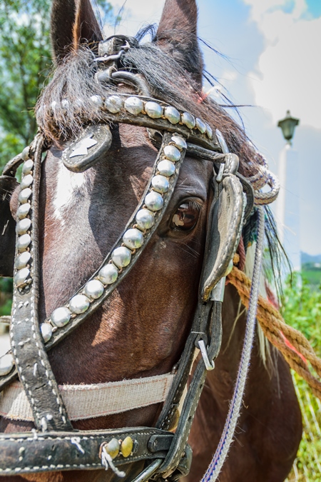 Close up of head of brown horse in bridle or harness tied up waiting for tourist rides