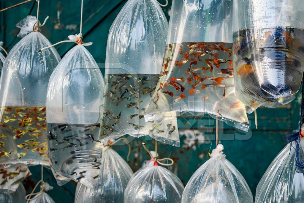 Small guppy aquarium fish hanging up in plastic bags on sale at Galiff Street pet market, Kolkata, India, 2022