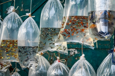 Small guppy aquarium fish hanging up in plastic bags on sale at Galiff Street pet market, Kolkata, India, 2022