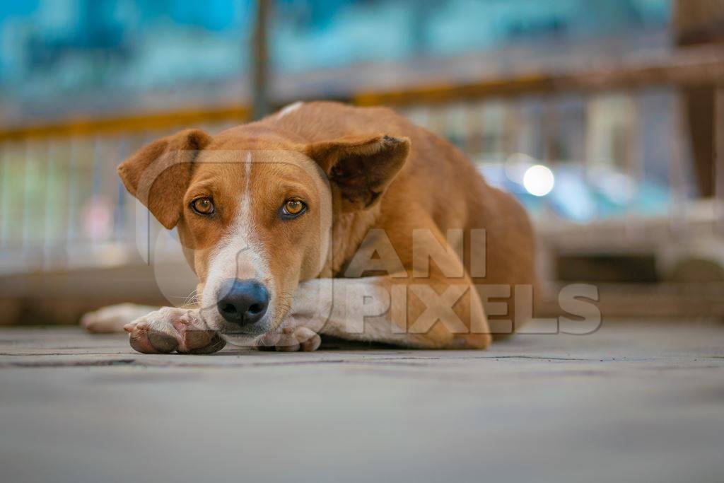 Brown Indian street or stray dog lying on the ground in an urban city in Maharashtra in India