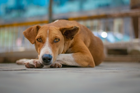 Brown Indian street or stray dog lying on the ground in an urban city in Maharashtra in India