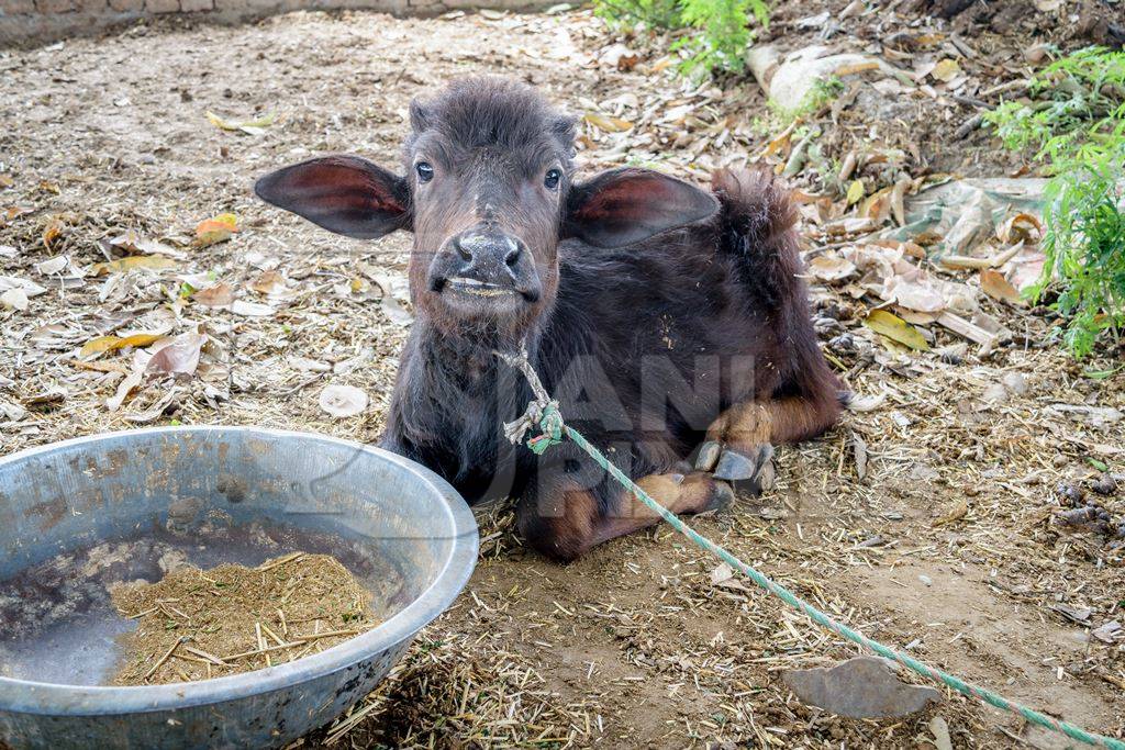 Small baby buffalo calf tied up in a farm in a village