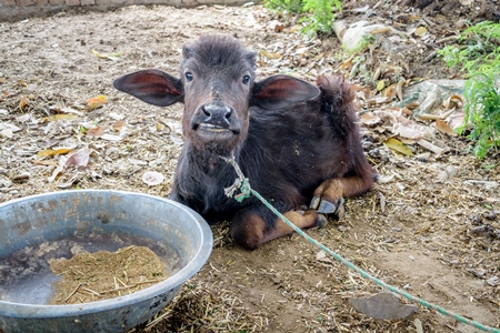 Small baby buffalo calf tied up in a farm in a village